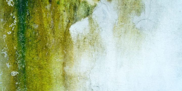 Trendi a zöld fal? Kivéve, ha a mohától zöld a vakolat!